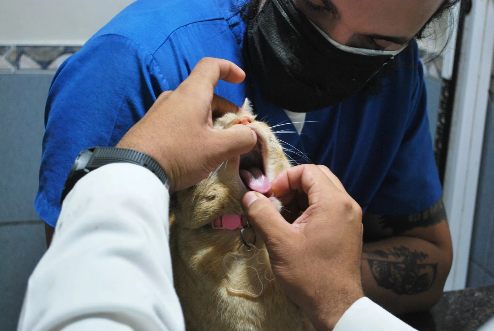 UK veterinary practice