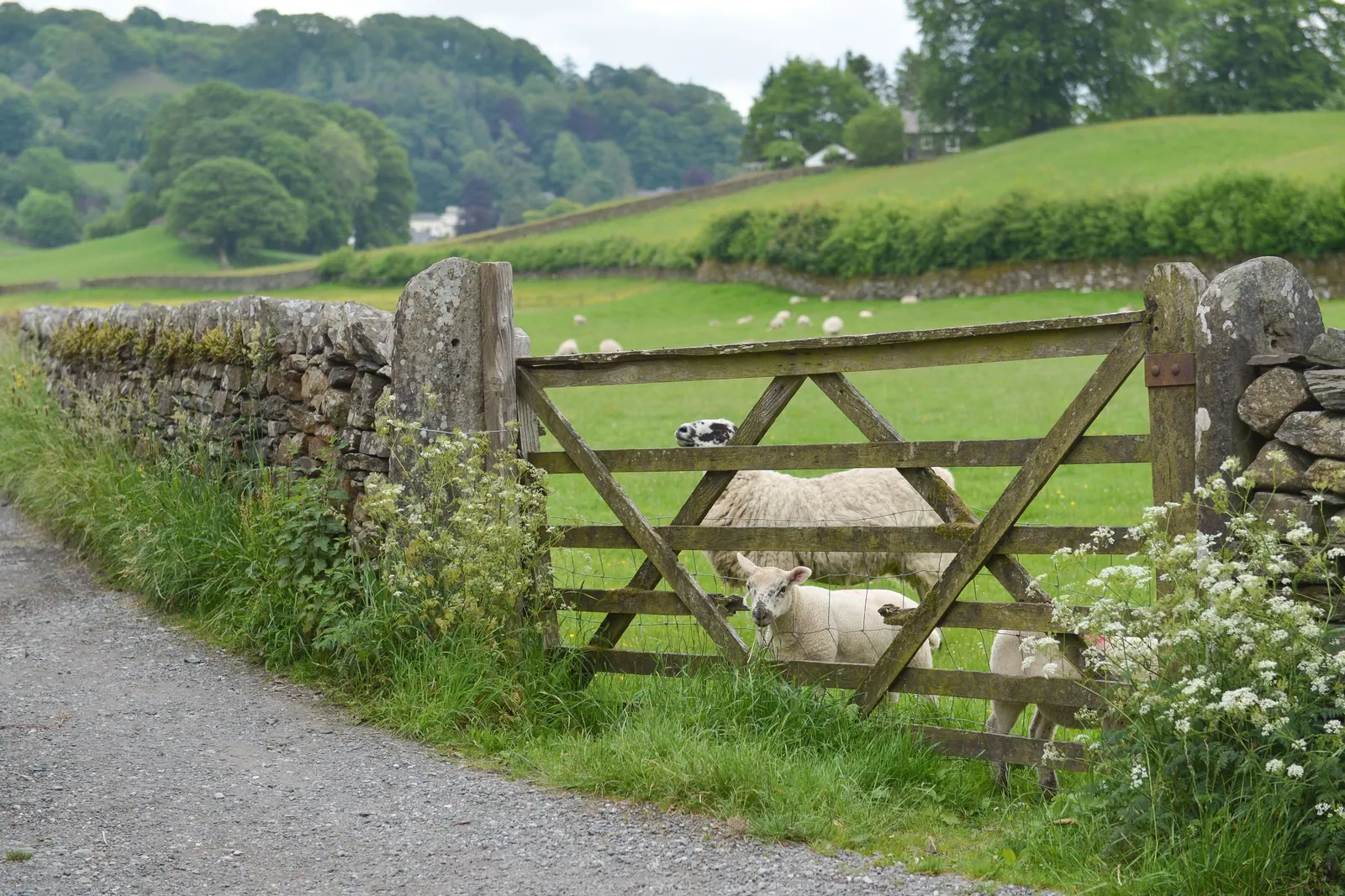 UK veterinary practice